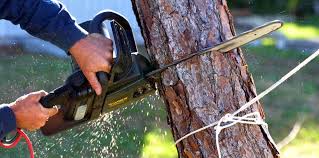 Best Root Management and Removal  in Rising Sun, MD