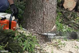 How Our Tree Care Process Works  in  Rising Sun, MD