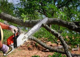 Best Organic Lawn Care Solutions  in Rising Sun, MD