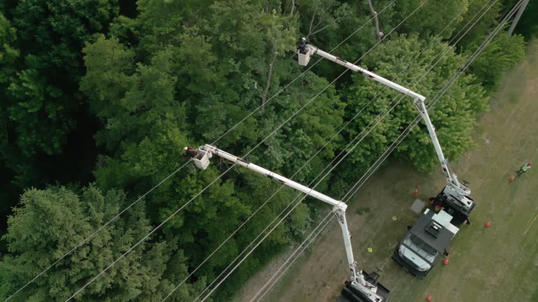 Best Root Management and Removal  in Rising Sun, MD