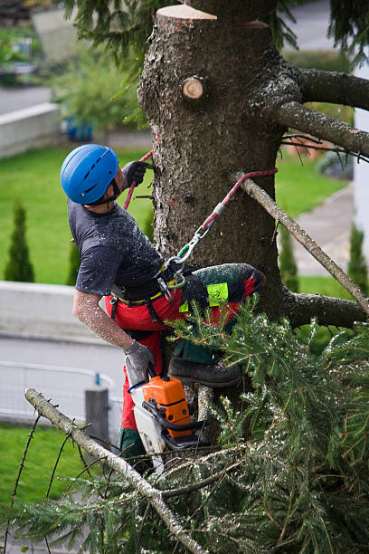 Rising Sun, MD Tree Removal Company